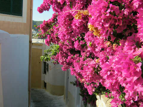 foto bouganvilllea noleggio azzurro ponza